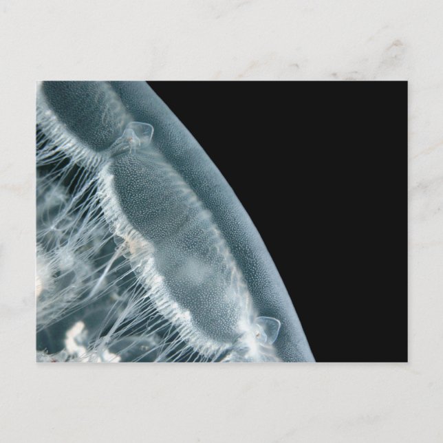 Moon Rise Postcard (Front)