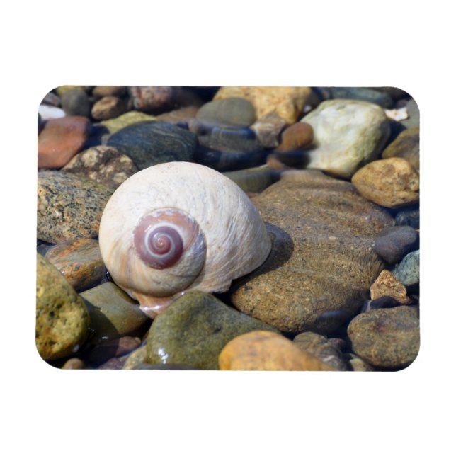 Moon Shell on Hood Canal Magnet (Horizontal)