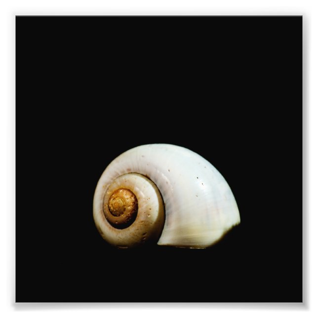 Moon Shell Photo Print (Front)