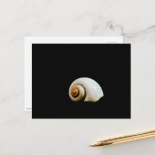 Moon Shell Postcard
