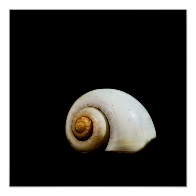 Moon Shell Poster (Front)