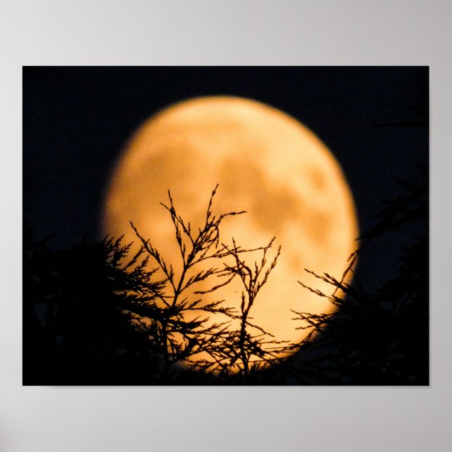 Moon Silhouette  Poster (Front)