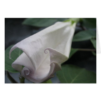 Moonflower