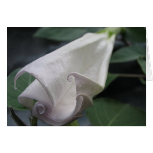 Moonflower (Front Horizontal)