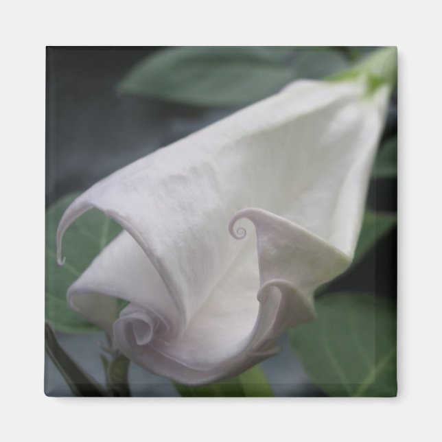 Moonflower Magnet (Front)