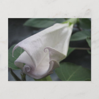 Moonflower Postcard