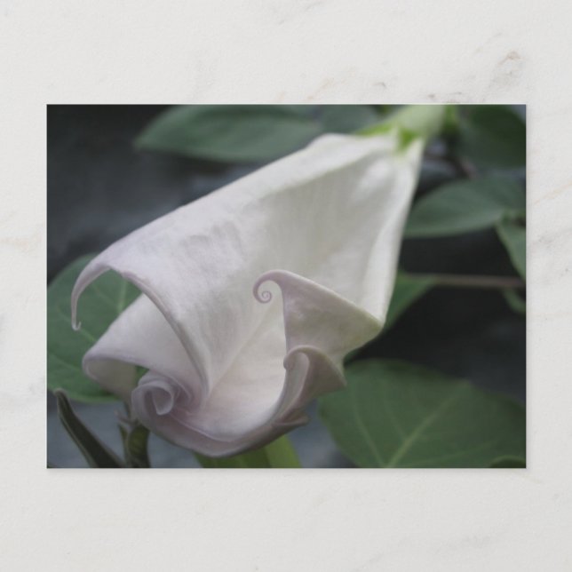 Moonflower Postcard (Front)