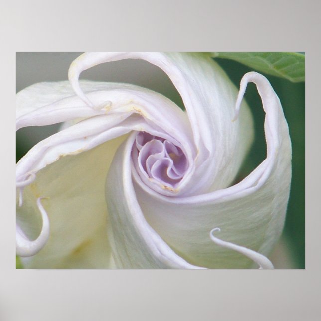 Moonflower Poster (Front)