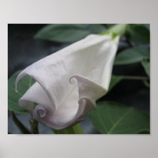 Moonflower Poster