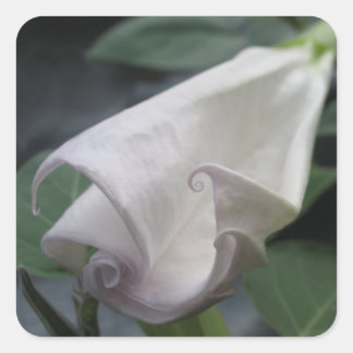 Moonflower Square Sticker sheets