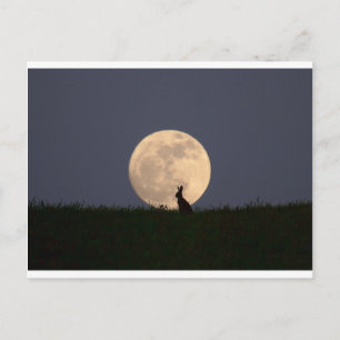 Moongazer Postcard