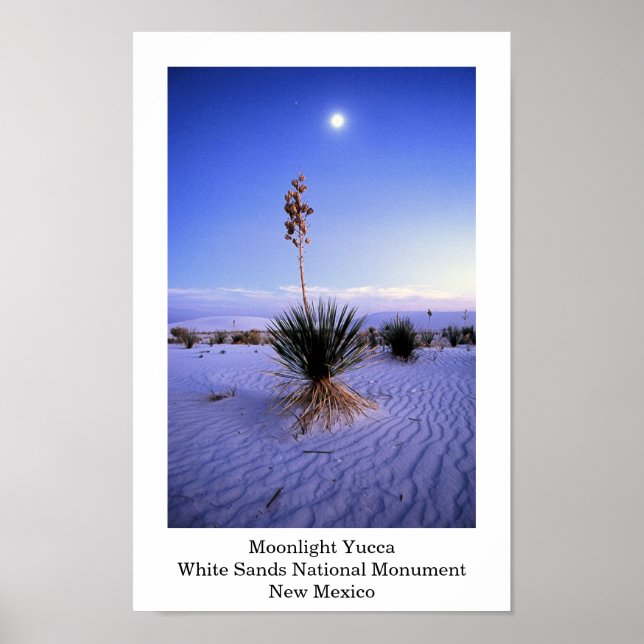 Moonlight Yucca Poster (Front)