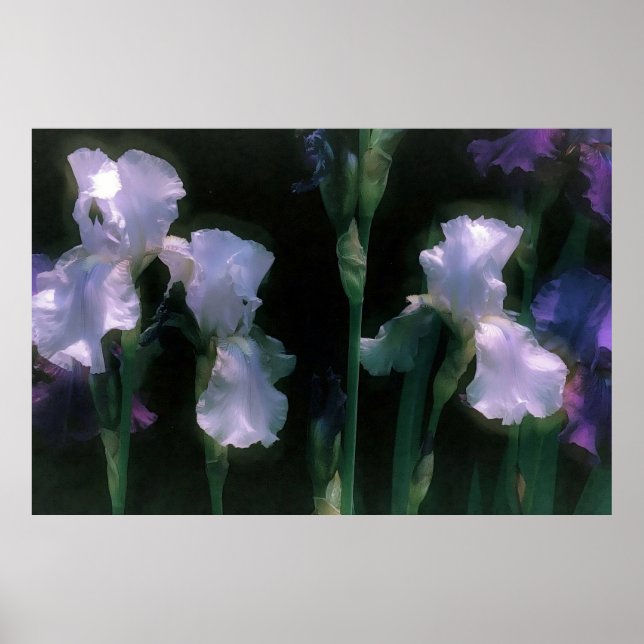 Moonlit White Irises in Bloom Poster (Front)