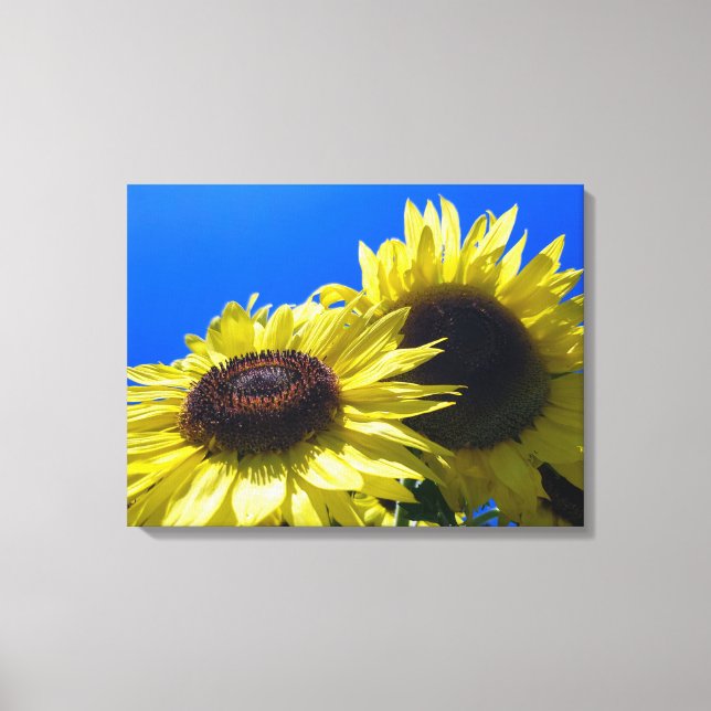 Moonwalker Sunflowers reaching for the sky Canvas Print (Front)