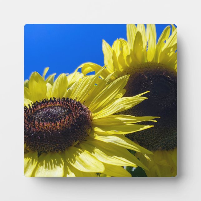 Moonwalker Sunflowers reaching for the sky Plaque (Front)