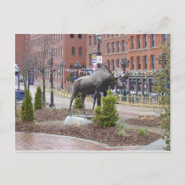 Mooooose! St John, NB Postcard (Front)