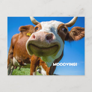 MOOOVING CHANGE OF ADDRESS POSTCARDS