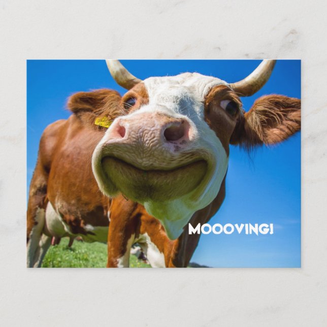 MOOOVING CHANGE OF ADDRESS POSTCARDS (Front)