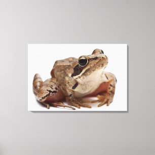 Moor Frog - Rana arvalis Canvas Print