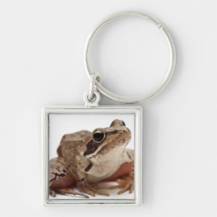 Moor Frog - Rana arvalis Key Ring