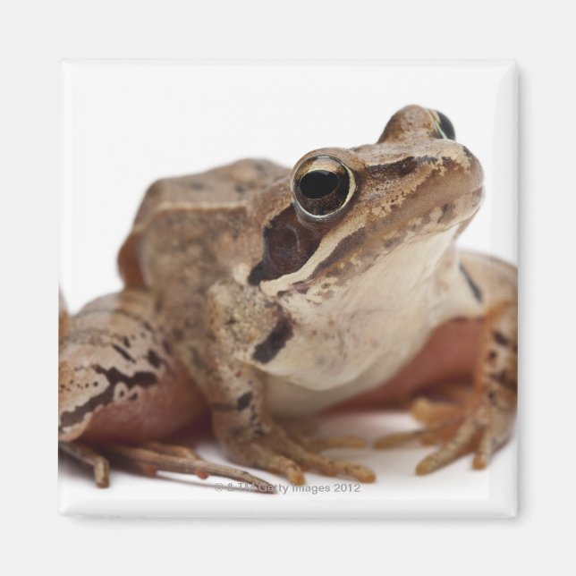 Moor Frog - Rana arvalis Magnet (Front)