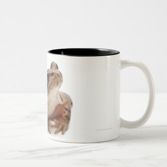 Moor Frog - Rana arvalis Two-Tone Coffee Mug (Right)