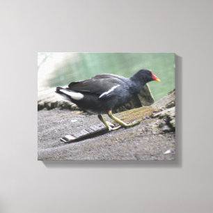 Moorhen Canvas Print
