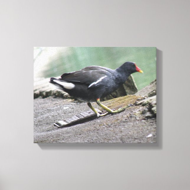 Moorhen Canvas Print (Front)