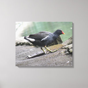 Moorhen Canvas Print
