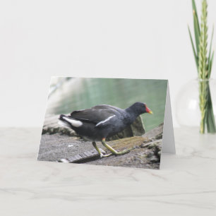Moorhen Greeting Card