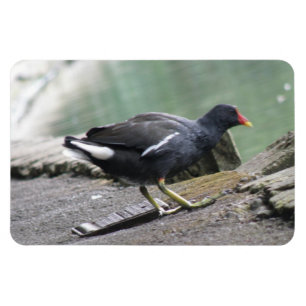 Moorhen Premium Magnet