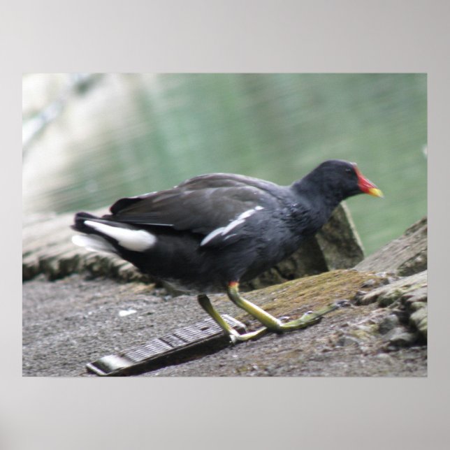 Moorhen Print (Front)