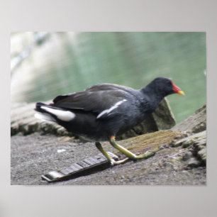 Moorhen Print
