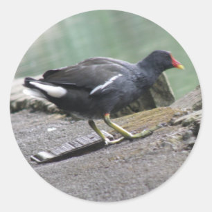 Moorhen Stickers