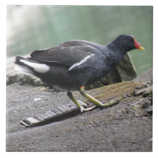 Moorhen Tile (Front)