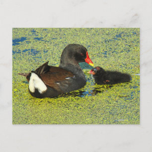 Moorhen with Baby Postcard