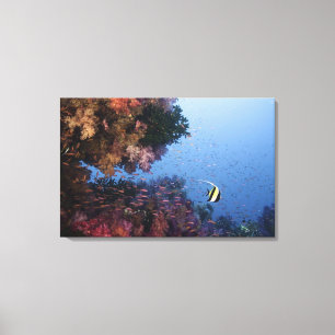 Moorish Idol Canvas Print