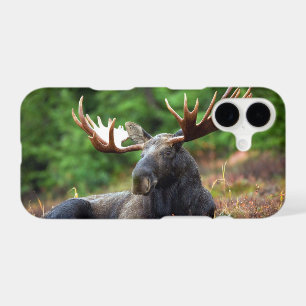 Moose