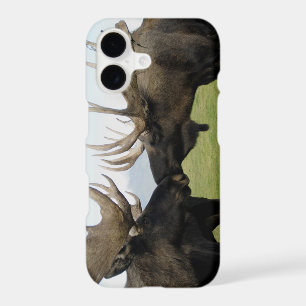 Moose