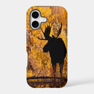 Moose (Alces Alces) Bull In Golden Willows 2