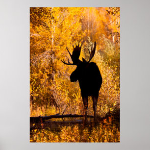 Moose (Alces Alces) Bull In Golden Willows 2 Poster