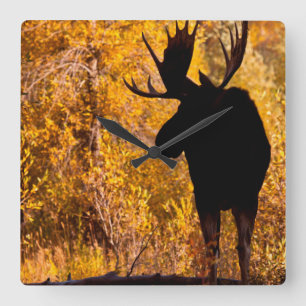 Moose (Alces Alces) Bull In Golden Willows 2 Square Wall Clock