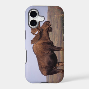 moose, Alces alces, bull with large antlers