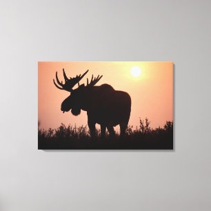 moose, Alces alces, bull with large antlers, Canvas Print