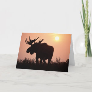 moose, Alces alces, bull with large antlers, Card