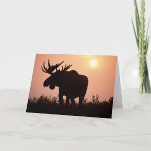 moose, Alces alces, bull with large antlers, Card