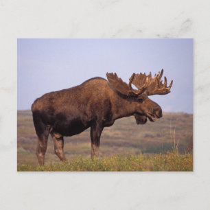 moose, Alces alces, bull with large antlers in Postcard