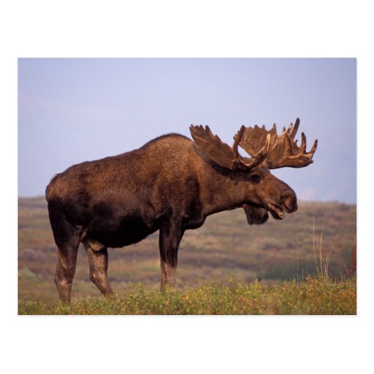 moose, Alces alces, bull with large antlers in Postcard