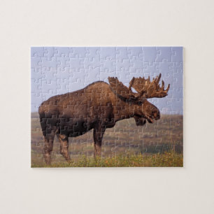 moose, Alces alces, bull with large antlers Jigsaw Puzzle