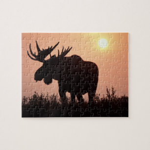 moose, Alces alces, bull with large antlers, Jigsaw Puzzle